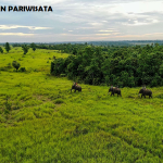 Taman Nasional Way Kambas